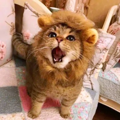 Nguyễn Văn Cường small avatar
