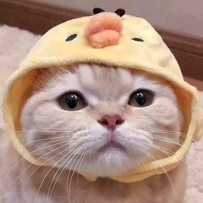 Nguyễn Trọng Hoàng small avatar
